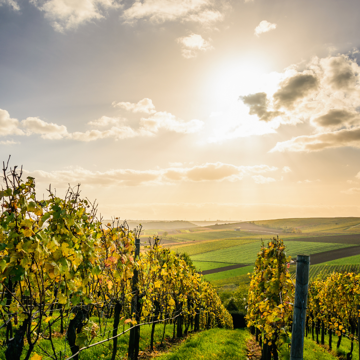 vin cotes du rhone